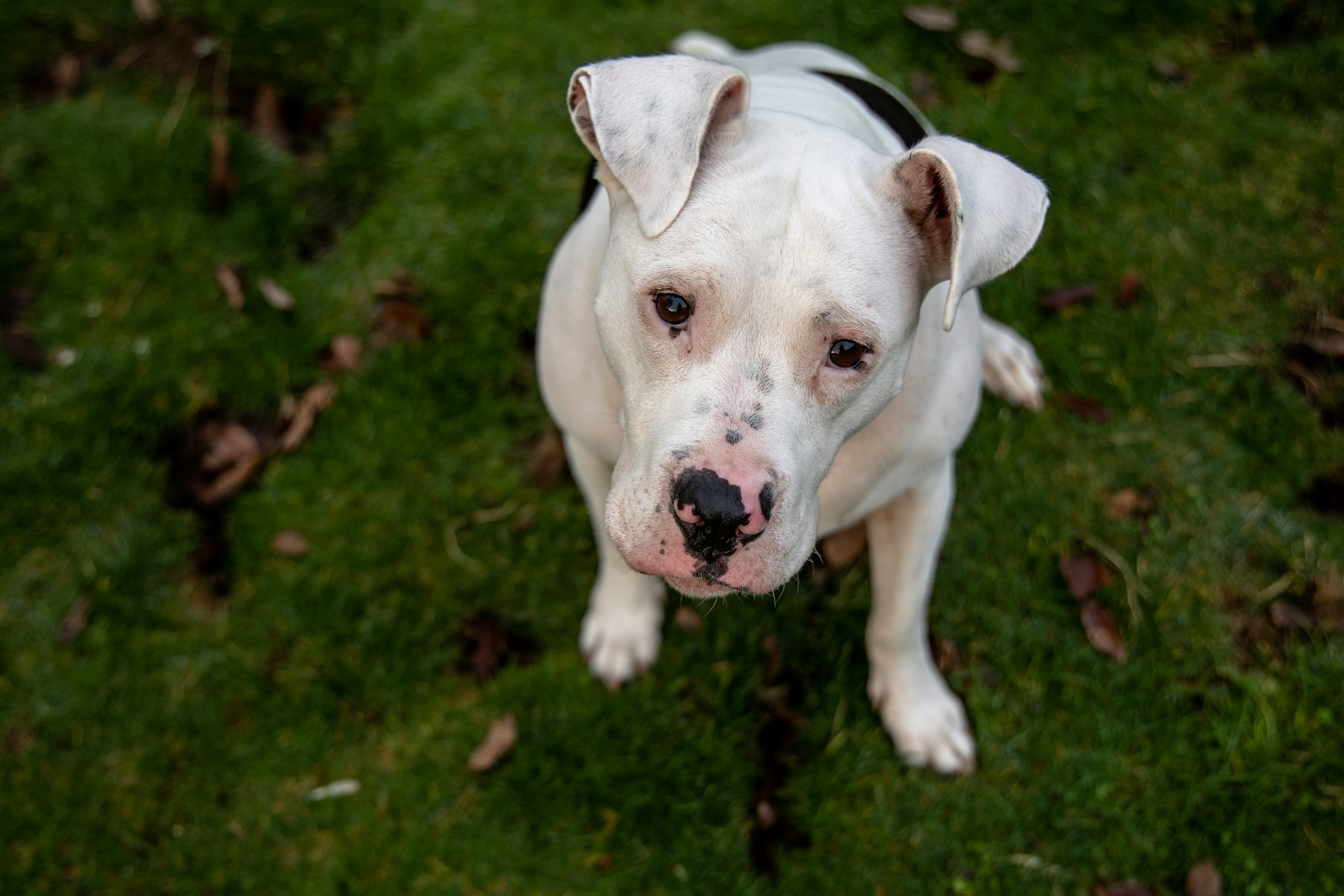 Pit Bulls in Pittsburg: How to Raise, Care for, and Train a Well-Adjusted Dog